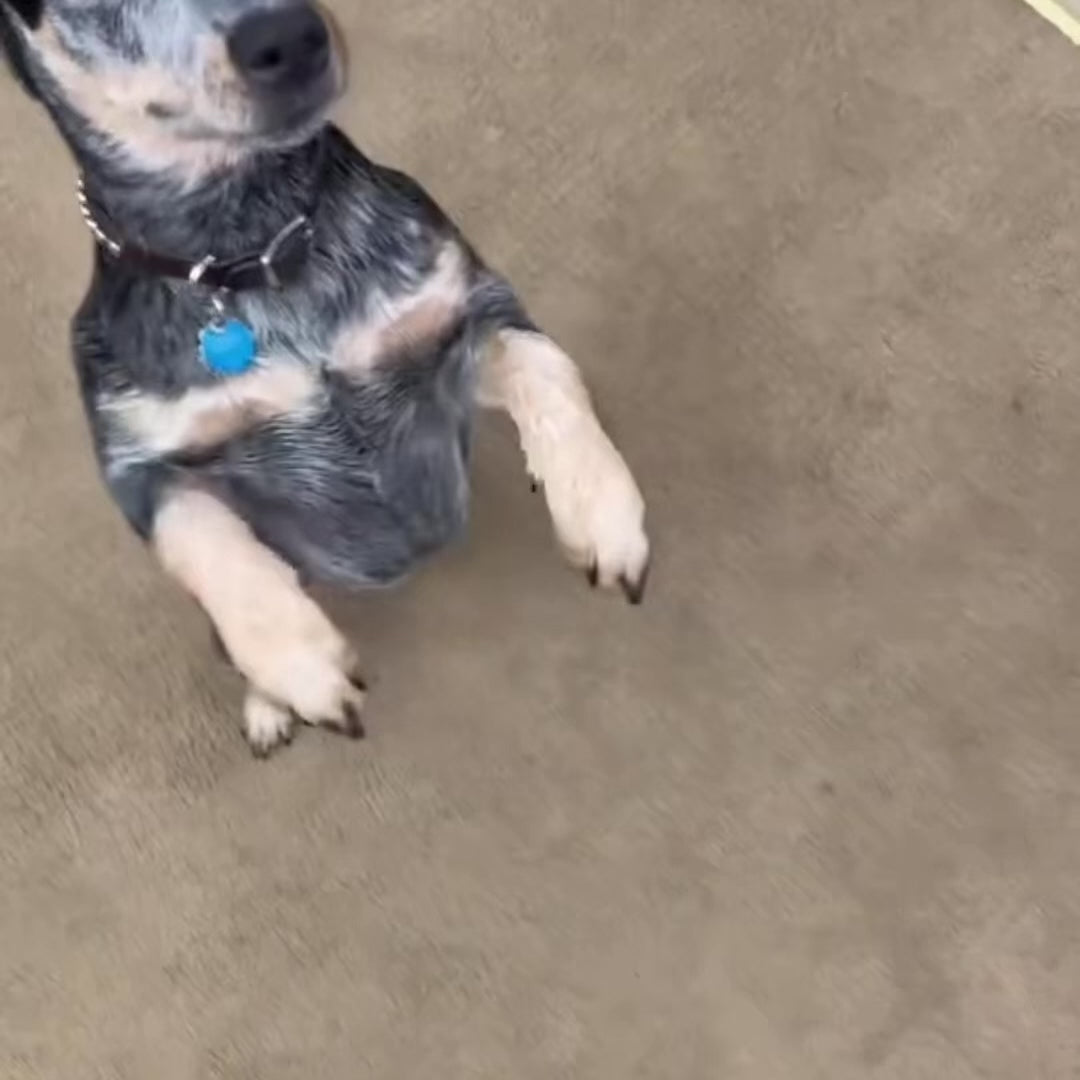 ClawPaws™ Schnüffelmatte